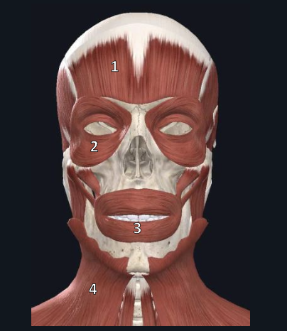 <p>name structure #3</p>