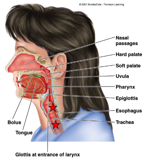 <p><span>A </span>muscular tube<span> connecting the </span>pharynx and stomach</p>