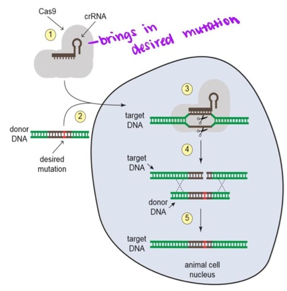 <p>1. Cas9 is programmed to cute a specific DNA sequence by combining it with a crRNA that matches the target DNA.<br><br>2. The Cas9-crRNA complex is introduced into the nucleus of an animal cell along with a donor DNA, which contains a portion of the targeted sequence plus the desired mutation.<br><br>3. The Cas9-crRNA complex will bind the targeted DNA in the region that matches the crRNA, and then Cas9 will cut both strands of the DNA.<br><br>4. The cut target DNA will get repaired by the cell's repair machinery using the donor DNA as a repair template.<br><br>5. After the repair process is complete, the targeted DNA will have acquired the desired mutation.</p>