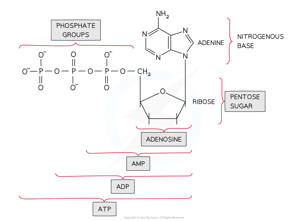 <ul><li><p>ATP and ADP (adenine triphosphate and adenine diphosphate) are <strong>phosphorylated nucleotides</strong></p></li></ul><ul><li><p>They are made up of <strong>adenine</strong> bonded to a <strong>ribose sugar </strong>and three (ATP) or two (ADP) <strong>phosphate groups</strong></p></li></ul>