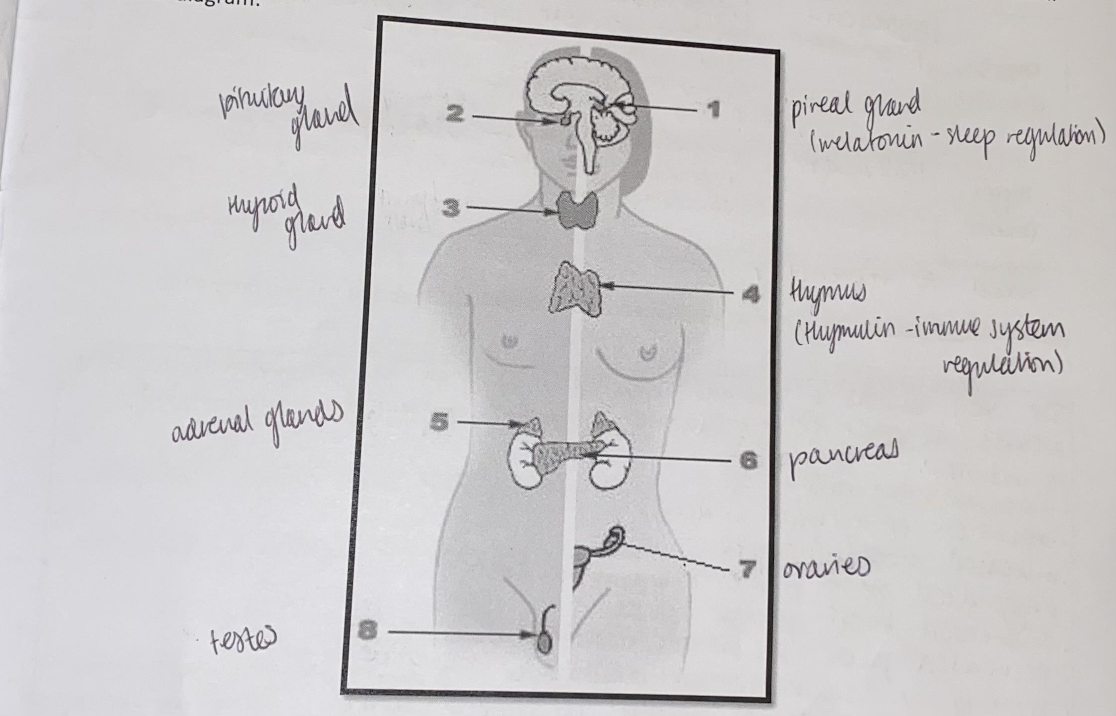 knowt flashcard image