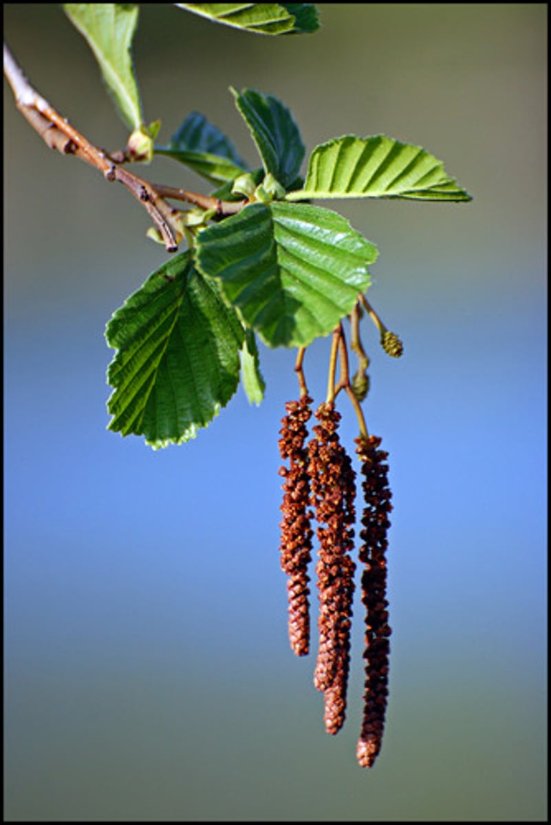 <p>slim cylindrical flower cluster with few or no petals; hanging arrangements</p>