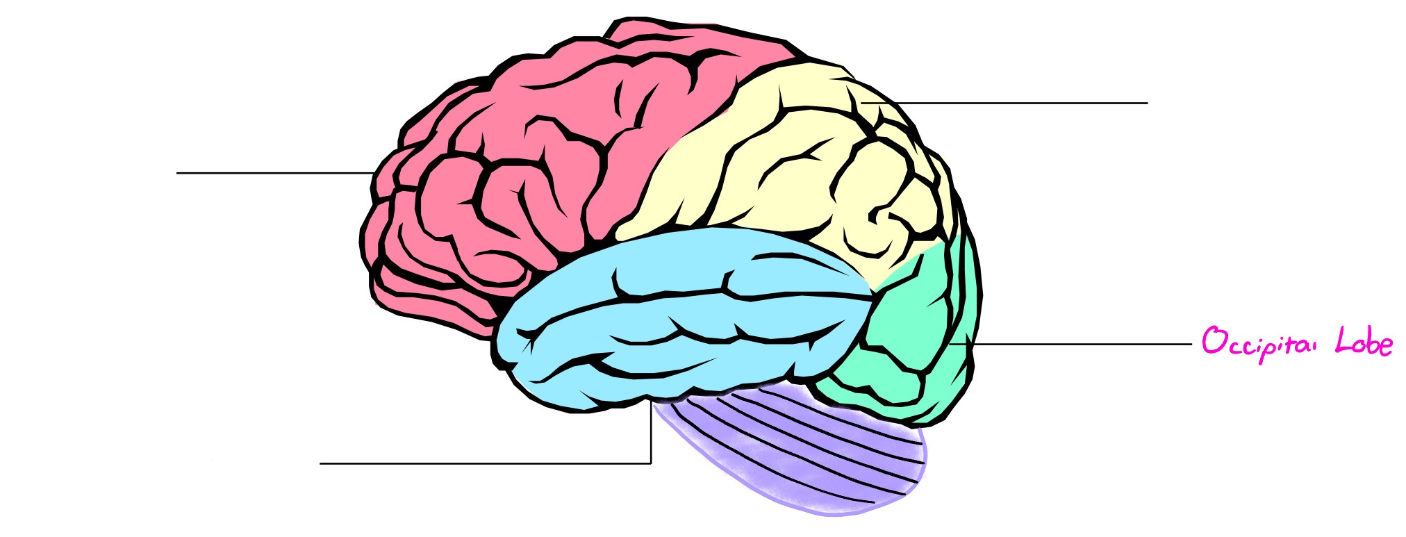 <p>Lobe of cerebral cortex; deals in visual info</p>