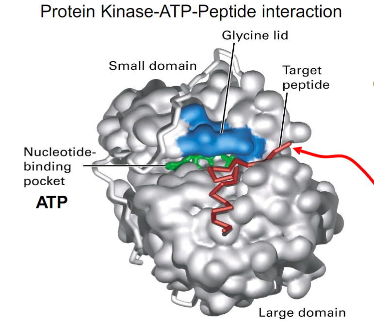 <ul><li><p>Has nucleotide binding pocket (for ATP)</p></li><li><p>Glycine lid</p></li><li><p>Peptide binding pocket</p></li><li><p>BOTH BINDING DOMAINS ARE KNOWN AS KINASE CORE</p></li></ul><p>A conformational change occurs once the substrates bind. The nucleotide binding domain will undergo close contact between ATP and target peptide to easily phosphorylate it</p>