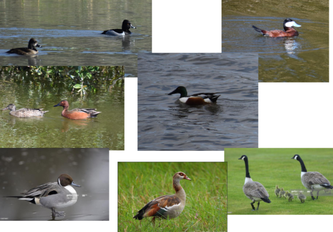 <p>swans, geese, ducks</p>