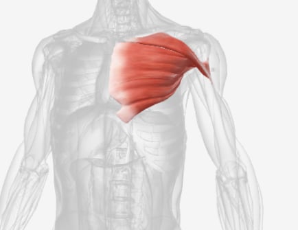 <p>What muscle is this?</p>