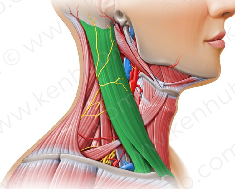 <p>Sternocleidomastoid origins/insertions</p>