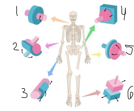 <p>2: structural joint in arm</p>