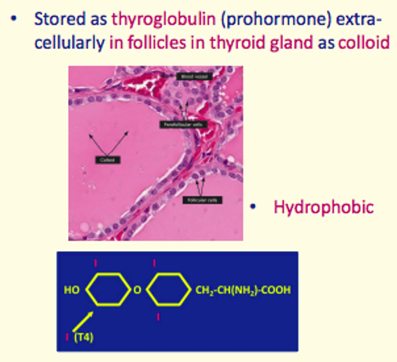 <p>thyroglobulin, colloid</p>