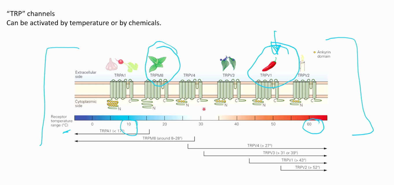 <p>Can be activated by temperature or by chemicals. Like when you cut garlic or chillies, it feels like you marinated your fingers when they start burning. These channels basically activate! </p>