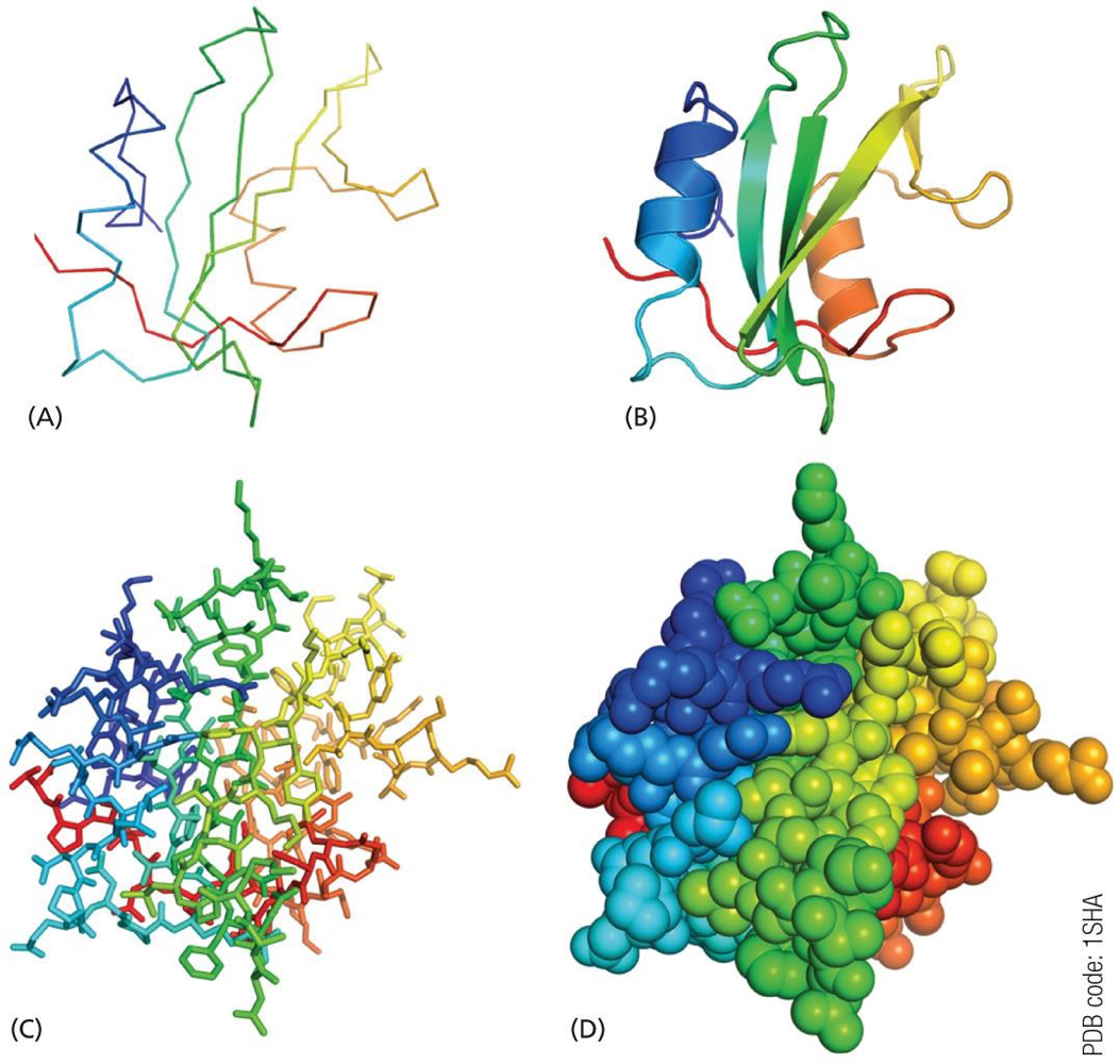<ul><li><p>use appropriate method to best represent what you want to show&nbsp;</p></li></ul><p>A. peptide backbone represented as lines&nbsp;</p><p>B. peptide backbone represented as ribbons to show secondary structures&nbsp;</p><ul><li><p><span>α helix: curled ribbons&nbsp;</span></p></li><li><p><span>β sheet: ribbon with arrows</span></p></li></ul><p>C. all atoms shown as sticks to display the side chains&nbsp;</p><ul><li><p>clutters the image but can represent molecular interactions using a specific side chains groups&nbsp;</p></li></ul><p>D. all atoms shown using a space filling model&nbsp;</p><ul><li><p>represents the surface shape of the protein&nbsp;</p></li></ul><p></p>