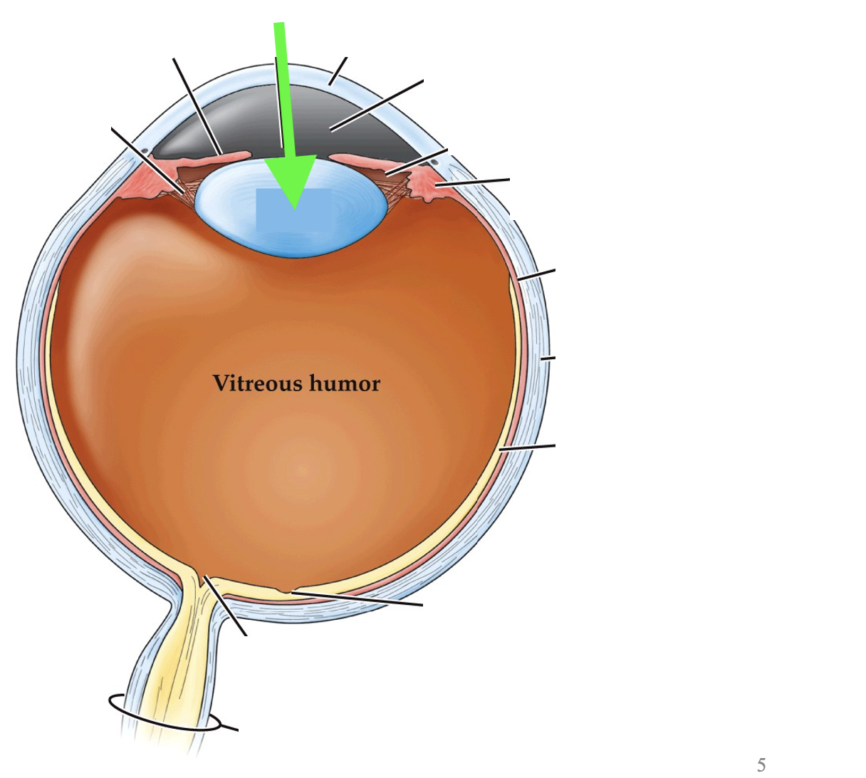 <p>what part of the eye is this?</p>