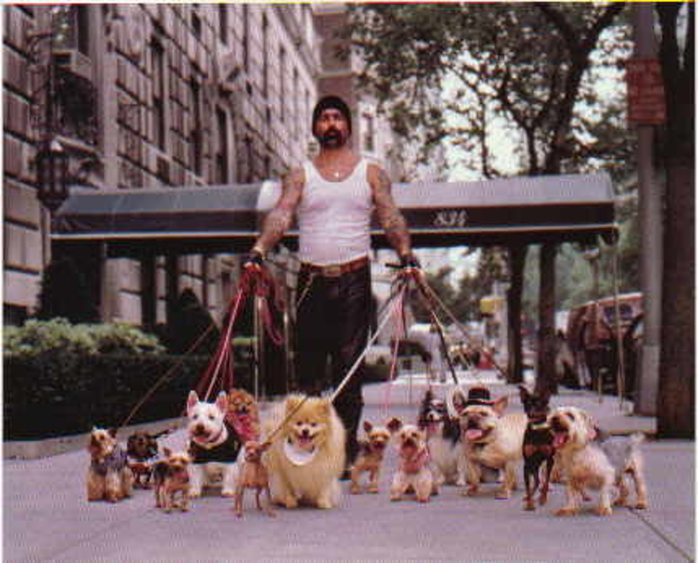 <p>to walk the dog</p>