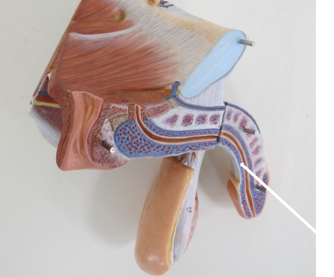 <p>deel penis</p>