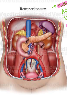 <p><strong>Layer Six: Retroperitoneum</strong></p><p>The retroperitoneum houses many organs and structures, including: </p><ul><li><p>_______</p></li><li><p>Adrenal glands</p></li><li><p>Ureters</p></li><li><p>_____</p></li><li><p>Inferior vena cava (___)</p></li><li><p>Rectum</p></li><li><p>Duodenum</p></li></ul><p></p>