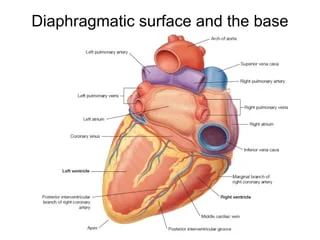 <p><span>Đáy tim (base of the heart) có hình tứ giác và hướng ra sau, sang phải; nó bao gồm chủ yếu là tâm nhĩ trái và chỉ một phần sau của tâm nhĩ phải, cùng các phần gần của các tĩnh mạch lớn của tim (tĩnh mạch chủ trên, tĩnh mạch chủ dưới và các tĩnh mạch phổi).</span></p>
