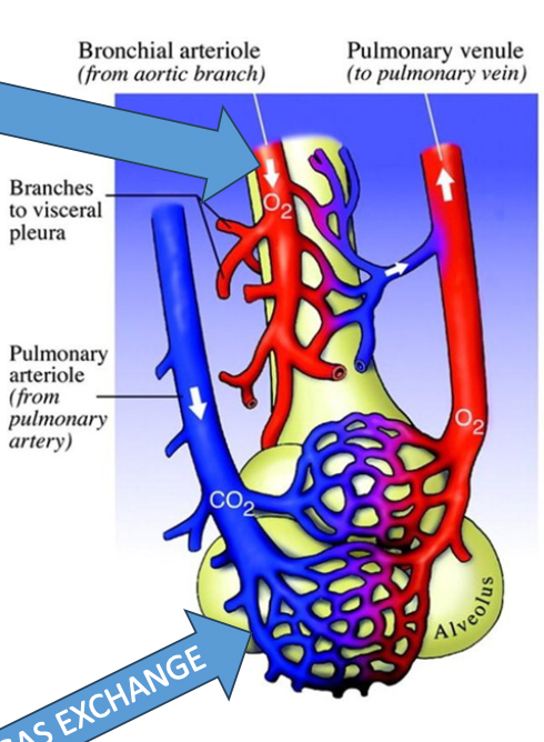 <p><strong>1) Bronchial Circulation </strong></p><ul><li><p>Part of systemic circulation (oxygenates lung parenchyma)</p></li><li><p><span>Oxygenated blood is brought to the bronchial parenchyma… when it becomes deoxygenated, the deoxy blood is passed to the </span><strong><span>pulmonary venule</span></strong><span> (via anatomic shunt) to join the oxygenated blood there&nbsp;(see image)</span></p><ul><li><p><span>Returns to the heart from there to be distributed through the body&nbsp;</span></p></li></ul></li></ul><p></p><p><strong>2) Pulmonary Circulation </strong></p><ul><li><p>Arteries: Bring DEOXY blood from the heart to the capillaries that surround the alveoli</p><ul><li><p>Brings deoxy blood to the areas of gas exchange </p></li></ul></li><li><p>Veins: Brings NEWLY OXYGENATED blood from the lung to the heart, allowing the heart to pump oxygenated blood through the body </p></li></ul><p></p>