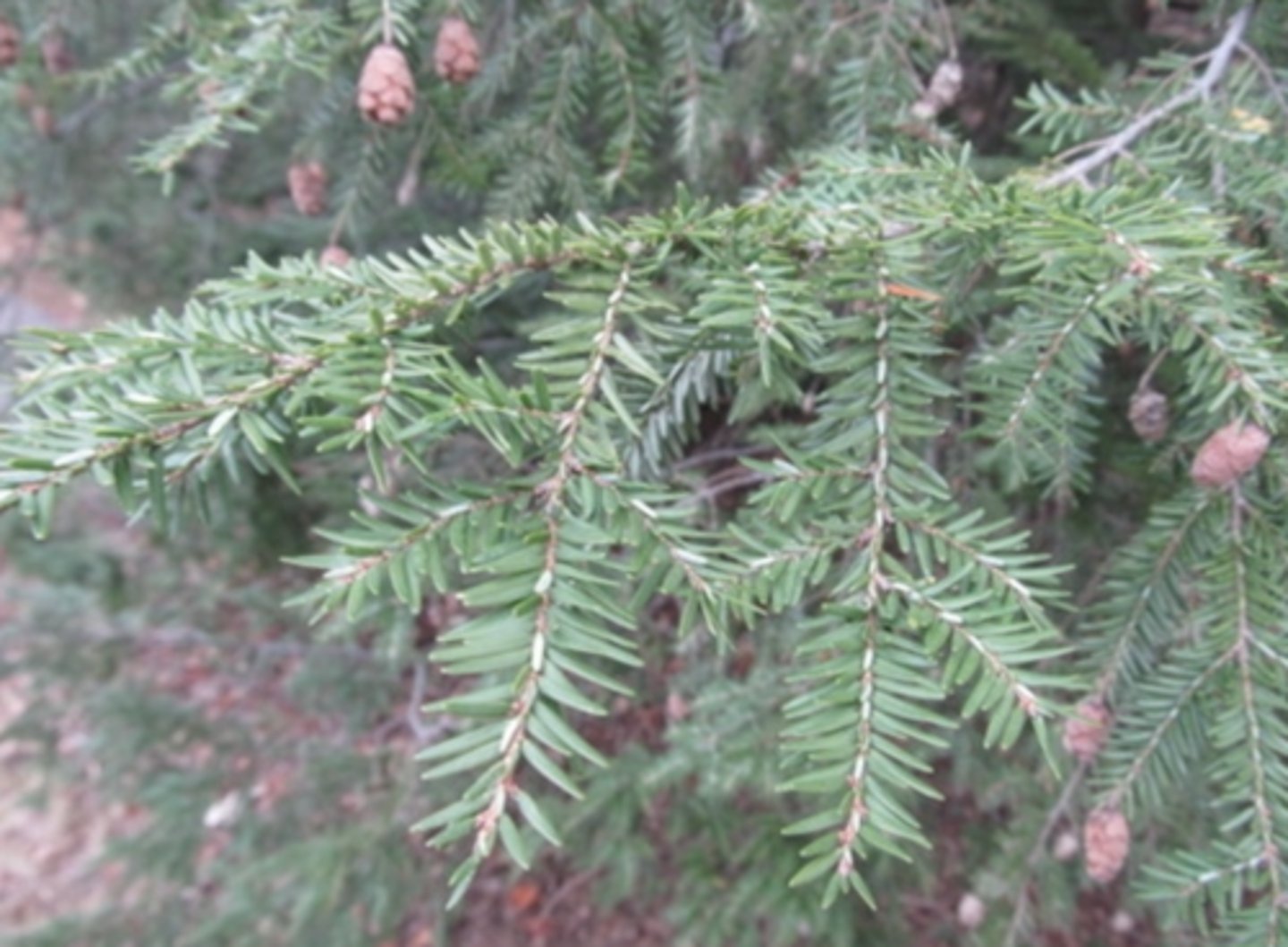 <p>flipped needle on stem, smallest pendulus cone, flattened needles, green upper white lower</p>