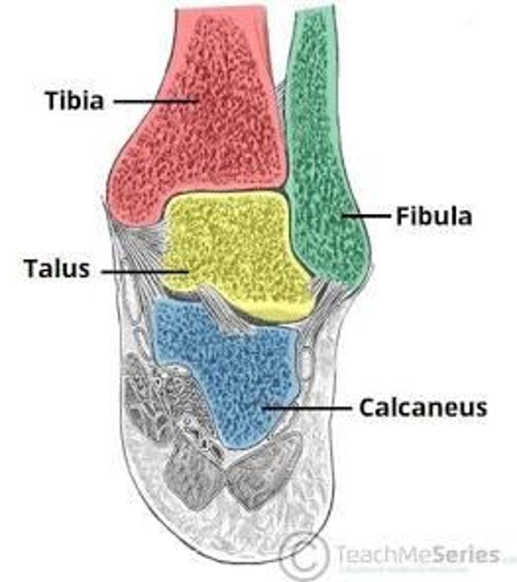 <p>Formed by the tibia, fibula, and talus; responsible for up (dorsiflexion) and down (plantarflexion) movement.</p>