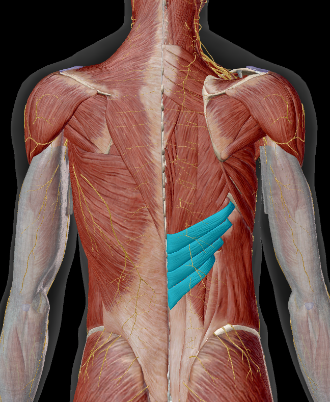 <p>onder:</p><ul><li><p>m. latissimus dorsi</p></li></ul><p></p>