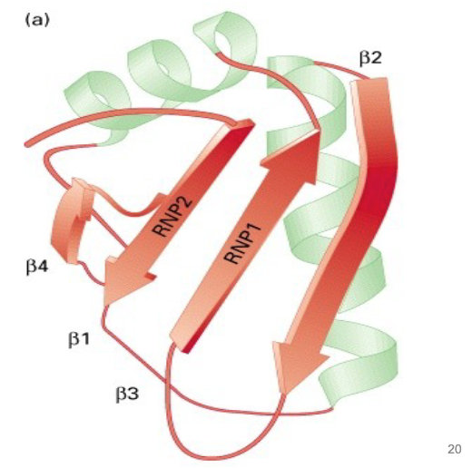 <p>~ 80 residues, two highly conserved regions - 4 beta sheets flanked with 2 alpha helices </p>