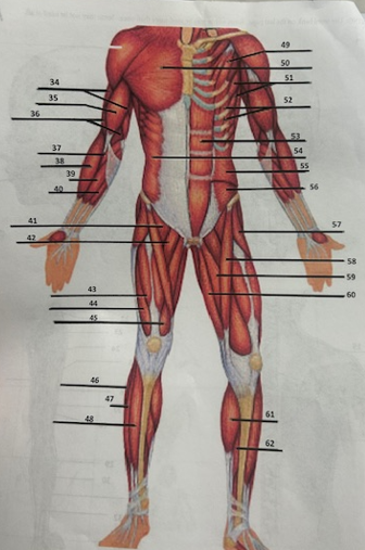 <p>What muscle is 61?</p>