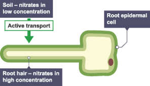 <p>Movement of molecules from low to high concentration</p><p>so against a concentration gradient </p><p>requires energy</p><p></p>