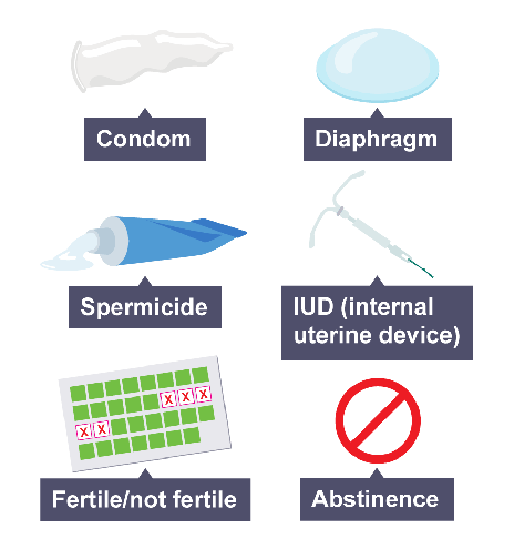 <p>Methods used to prevent pregnancy</p>