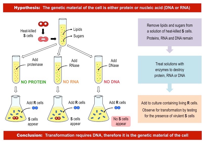 <p>Experiment that showed that DNA is the hereditary material in bacteria, not proteins. Extracted DNA from a virulent strain of bacteria and transferred it to a non-virulent strain, which became virulent. Proved DNA's role in genetic transformation.</p>