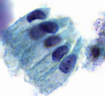 <p>describe cytoplasm</p>