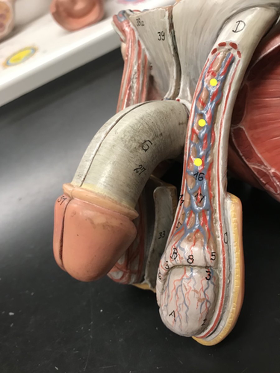 <p>Name this region</p><p>Contains the artery, vein, nerve and ductus deferens</p>