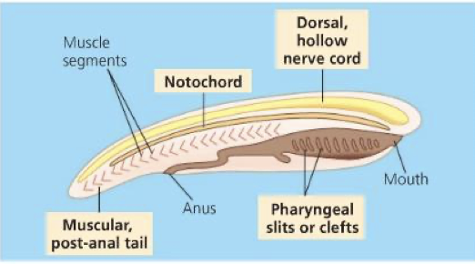 <ul><li><p class="Paragraph SCXO118838391 BCX4" style="text-align: left;"><span style="background-color: inherit; line-height: 19.55px; color: windowtext;"><span>Shared by all chordates at some point in their life</span></span><span style="line-height: 19.55px; color: windowtext;"><span>&nbsp;</span></span></p></li><li><p class="Paragraph SCXO118838391 BCX4" style="text-align: left;"><span style="line-height: 19.55px; color: windowtext;"><span>tells us all chordates are related</span></span></p><ul><li><p class="Paragraph SCXO118838391 BCX4" style="text-align: left;"><span style="background-color: inherit; line-height: 19.55px; color: windowtext;"><span>Notochord</span></span><span style="line-height: 19.55px; color: windowtext;"><span>&nbsp;</span></span></p></li><li><p class="Paragraph SCXO118838391 BCX4" style="text-align: left;"><span style="background-color: inherit; line-height: 19.55px; color: windowtext;"><span>Dorsal, hollow nerve chord</span></span><span style="line-height: 19.55px; color: windowtext;"><span>&nbsp;</span></span></p></li><li><p class="Paragraph SCXO118838391 BCX4" style="text-align: left;"><span style="background-color: inherit; line-height: 19.55px; color: windowtext;"><span>Overlapping muscle segments</span></span><span style="line-height: 19.55px; color: windowtext;"><span>&nbsp;</span></span></p></li><li><p class="Paragraph SCXO118838391 BCX4" style="text-align: left;"><span style="background-color: inherit; line-height: 19.55px; color: windowtext;"><span>Pharyngeal slits</span></span><span style="line-height: 19.55px; color: windowtext;"><span>&nbsp;</span></span></p></li><li><p class="Paragraph SCXO118838391 BCX4" style="text-align: left;"><span style="background-color: inherit; line-height: 19.55px; color: windowtext;"><span>Post-anal tail</span></span><span style="line-height: 19.55px; color: windowtext;"><span>&nbsp;</span></span></p></li></ul></li></ul><p></p>