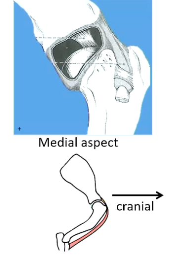 <p>• Forms part of joint capsule extends into intertubercular groove which envelopes the tendon, contains fluid and protects it from wear and tear</p><ul><li><p>between greater & lesser tubercles</p></li></ul><p>• Wraps around tendon of origin of Biceps brachii</p><ul><li><p>(originates on supraglenoid tubercle)</p></li></ul><p>• Tendon held in place by <strong>Transverse ligament</strong></p>