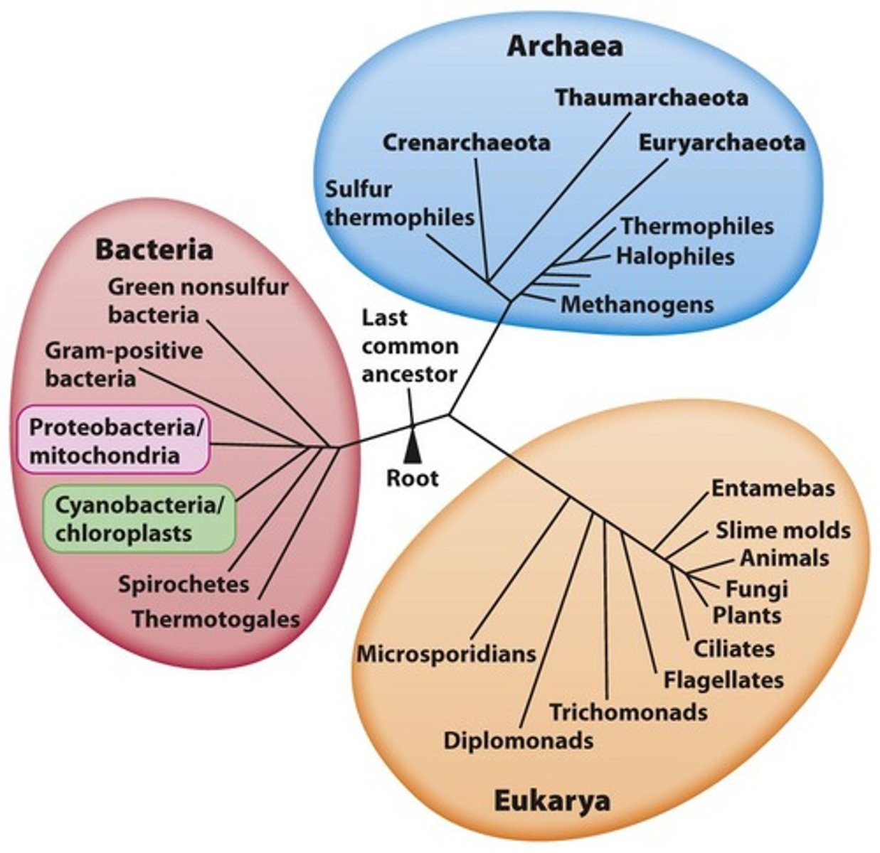 <p>All three domains of life (Archaea, Bacteria, Eukarya) originated from a common ancestor but branched apart and developed unique characteristics.</p>