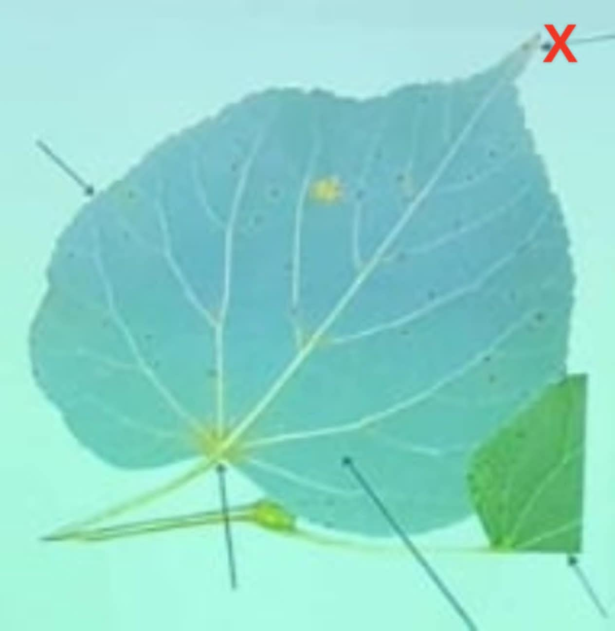 term image