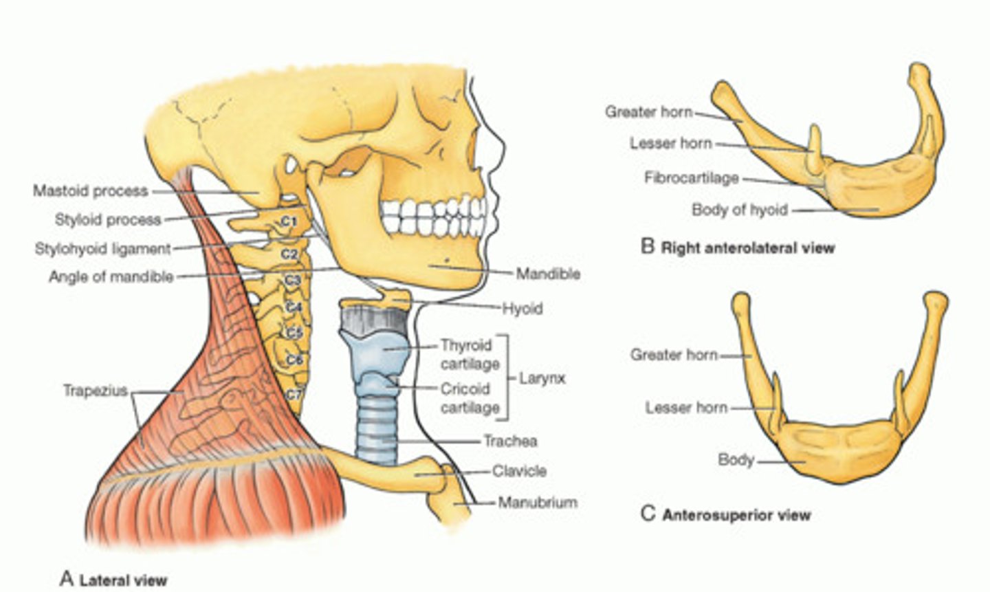 <p>cervical vertebrae (7)</p><p>hyoid bone</p><p>trachea</p>