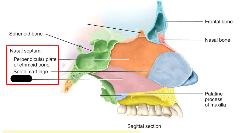 <p>What structure is this within the<strong> Nasal Cavity?</strong></p>