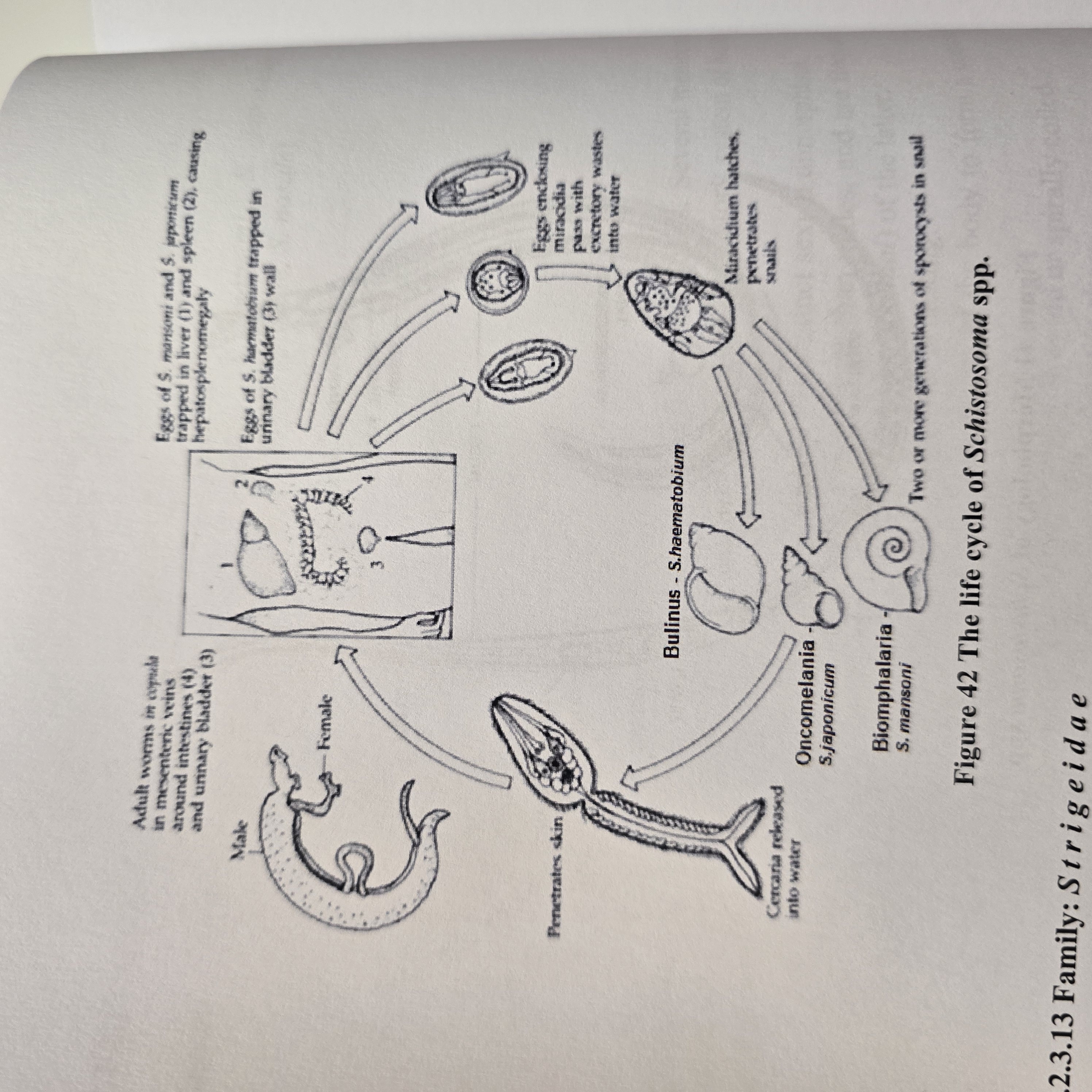 <p><strong>Schistosoma spp.</strong> <em>(S. haematobium, Mansoni, japonicum) - </em>trematode</p><ul><li><p>Indirect LC, located in Blood vessels</p></li><li><p>IH: water snail</p></li><li><p>FH: man</p></li></ul><p><strong>process</strong>:</p><ol><li><p>eggs hatch into <strong>miracidium</strong> → IH → pathogony → <strong>sporocysts</strong> → <strong>cercaria</strong> with forked tail (furcocercaria) → exits</p></li><li><p>FH gets infected by <strong>furcocercaria</strong> → looses their tail and become <strong>schistosomulae </strong>→ circulation → matures.</p></li><li><p>Worms migrate to <strong>mesenteric or vesicular veins depending on species.</strong></p><ul><li><p>S. mansoni: mesenteric veins of LI</p></li><li><p>S. haematobium: veins of bladder</p></li><li><p>S. japonicum: mesenteric veins of SI</p></li></ul></li><li><p>Embryonated eggs with miracidium released by urine/feces.</p></li></ol><p></p>