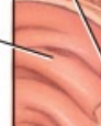 <p>The inner lining of the duodenum, which contains specialized cells for absorption and secretion.</p>