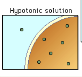 <p>hypotonic solutions</p>