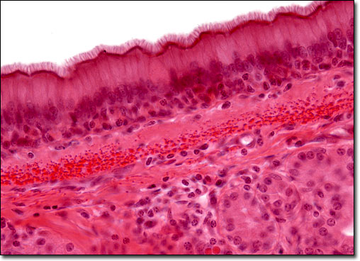 <p>Motile, hair-like projections on apical surfaces that move fluid or mucus.</p>