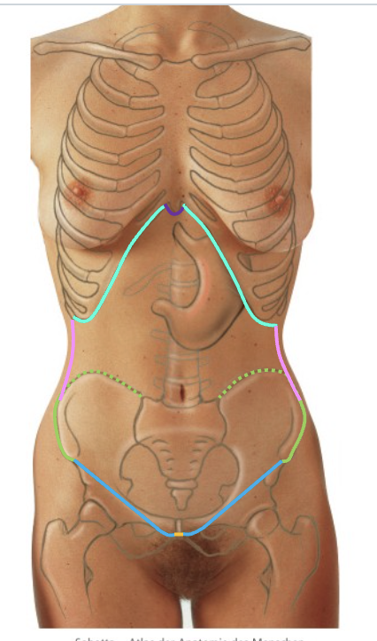 <p>Afgrænsning af bugen, abdomen</p>