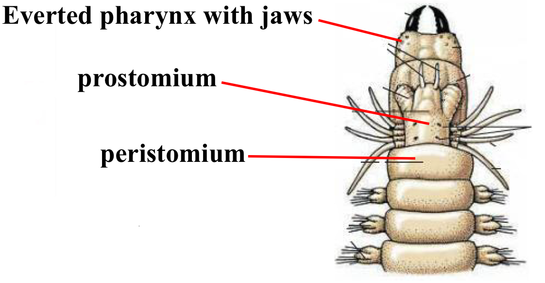<p>marine worms with parapodia</p><ul><li><p>no suckers </p></li></ul><p></p>