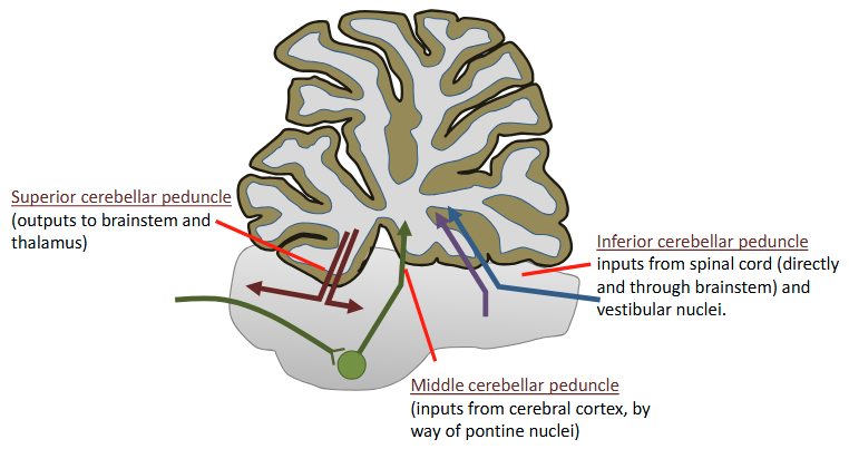 <p>inputs from cerebral cortex, by way of pontine nuclei (Descending pathways → synapse in pons → Middle cerebellar peduncle)</p>