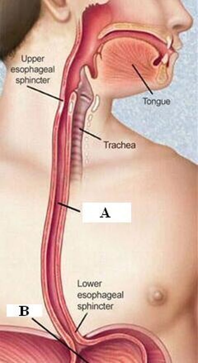 <p>Involuntary waves of muscle contraction that keep food moving along in one direction through the digestive system.</p>