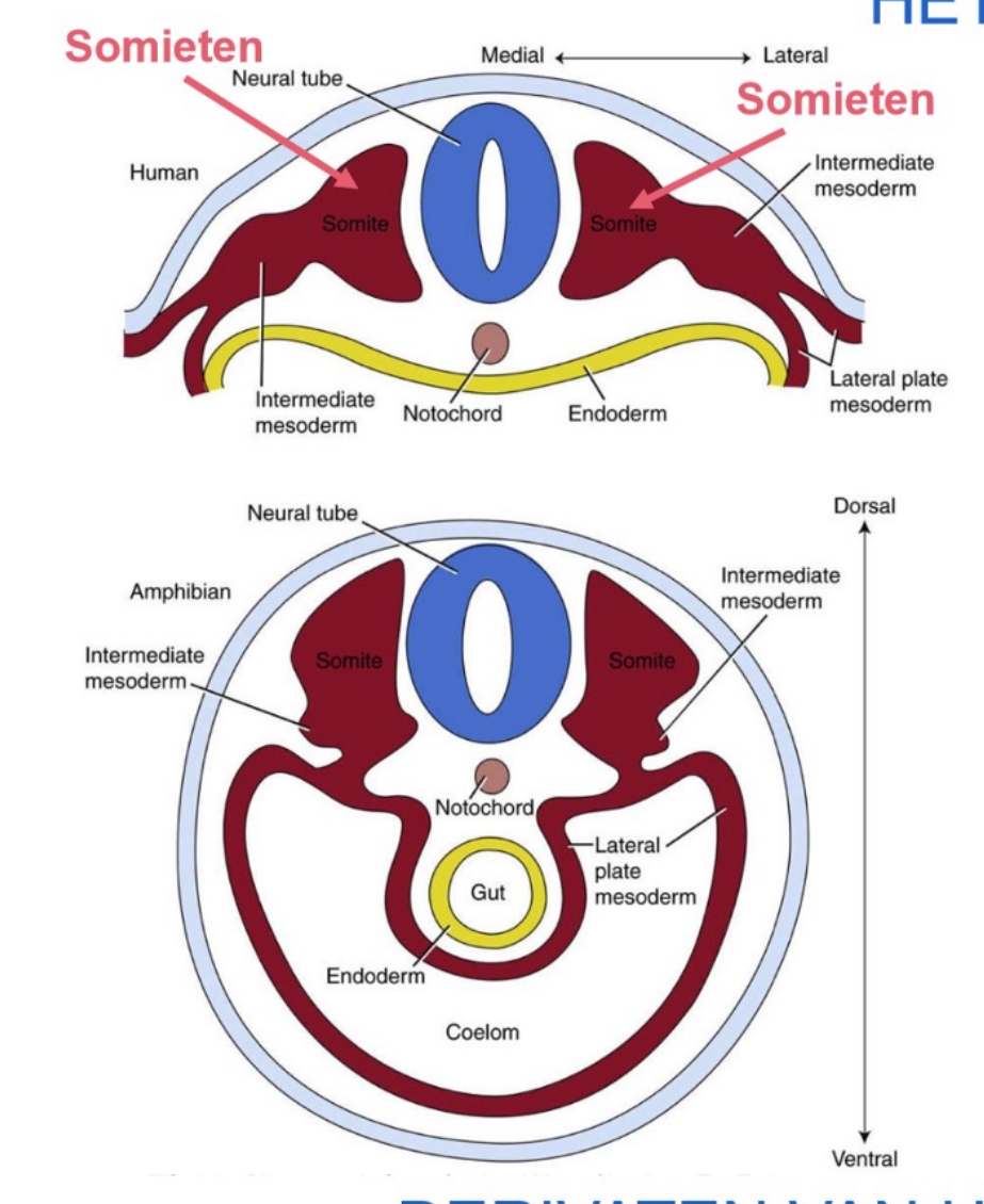 <ol><li><p>paraxiale mesoderm</p><ul><li><p>hieruit worden somieten gevormd</p></li></ul></li><li><p>intermediaire mesoderm</p></li><li><p>laterale plaat mesoderm</p></li><li><p>cardiogene mesoderm</p></li><li><p>extra-embryonale mesoderm</p></li></ol>