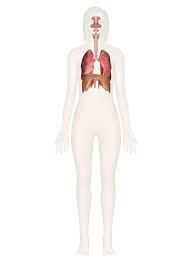 <p>Supplies oxygen and removes carbon dioxide. Includes trachea, lungs, nose, esophagus.</p>