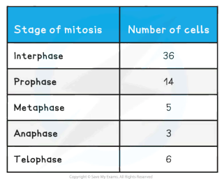 <p>The table below shows the number of cells in different stages of mitosis in a sample from a garlic root tip. </p><p>Calculate the mitotic index for this tissue (give your answer to 2 decimal places).</p>