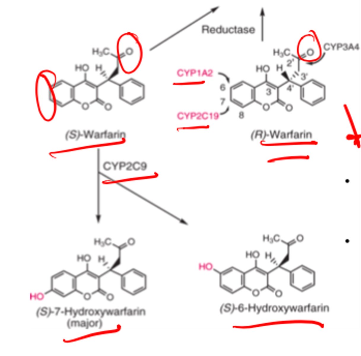 <p>Associated with enhanced or inhibited metabolism of warfarin (induction or inhibition of CYP2C9)</p>