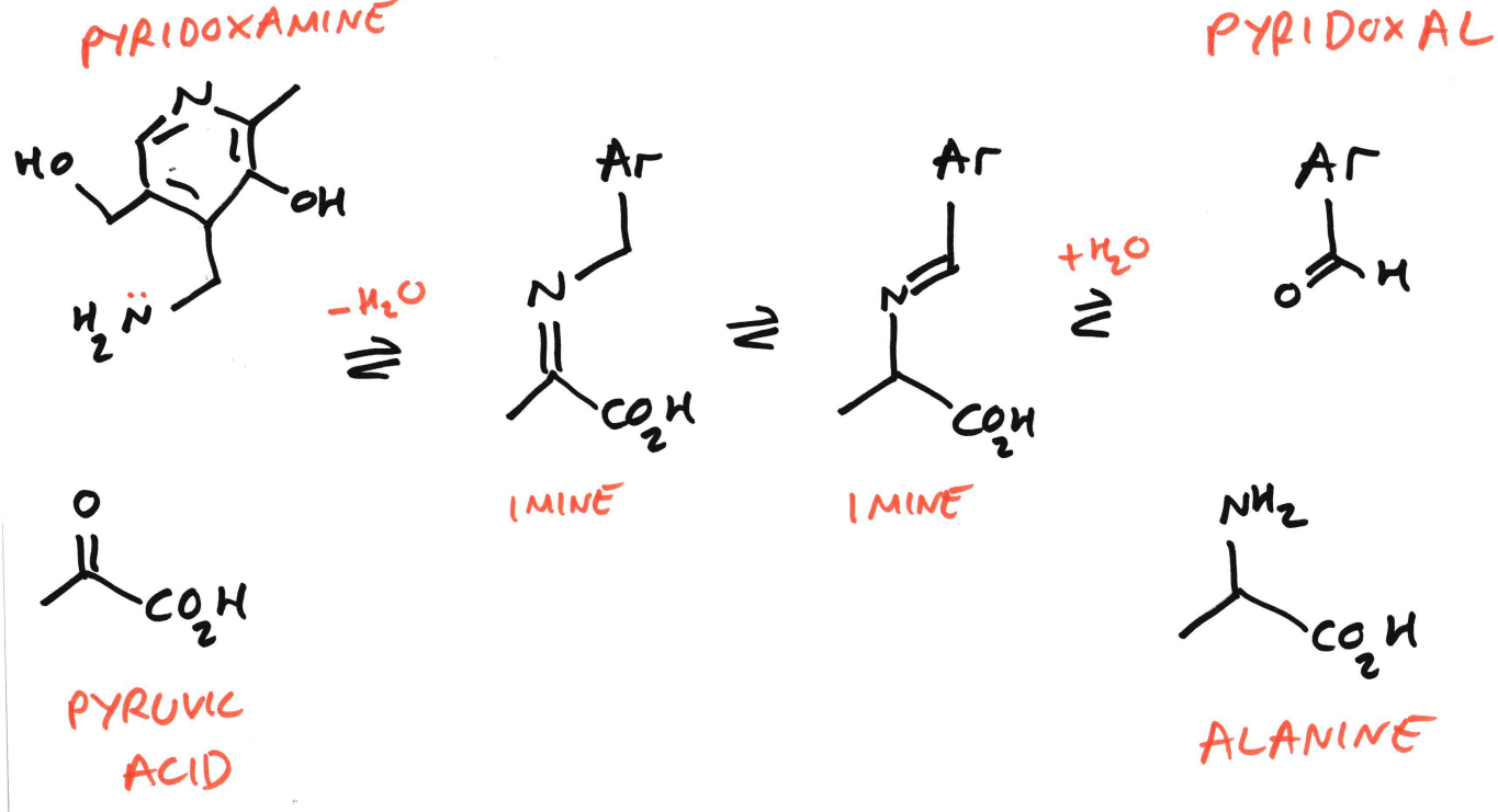 <ul><li><p>An  (here: <strong>pyruvic acid</strong>)</p></li><li><p>Is converted into an <strong>α-amino acid</strong> (here: <strong>alanine</strong>)</p></li><li><p>Using <strong>vitamin B₆ cofactors</strong>:</p><ul><li><p><strong>Pyridoxamine (PMP)</strong></p></li><li><p><strong>Pyridoxal (PLP)</strong></p></li></ul></li></ul><p></p>